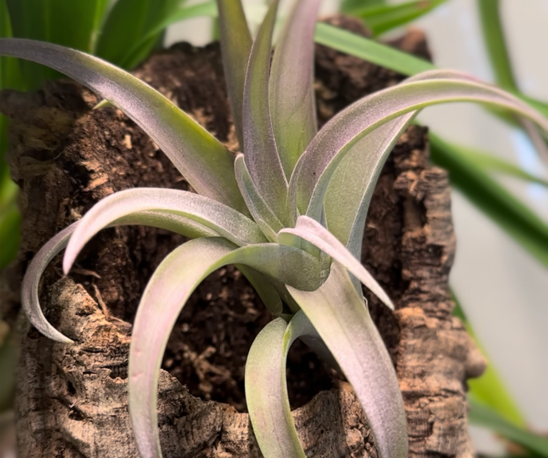 Air Plant Giveaway Announcement