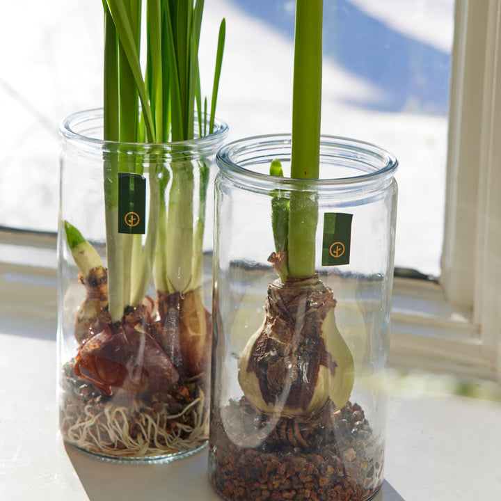 Winter Bulb Kits