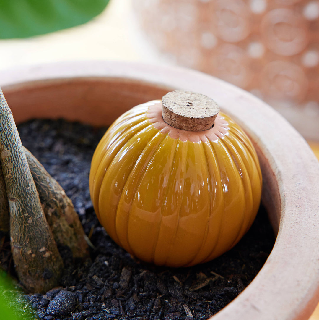 Modern Sprout Watering Bulbs