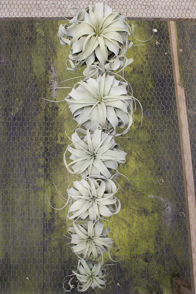 SuperMoss - Tillandsia Xerographica Air Plant