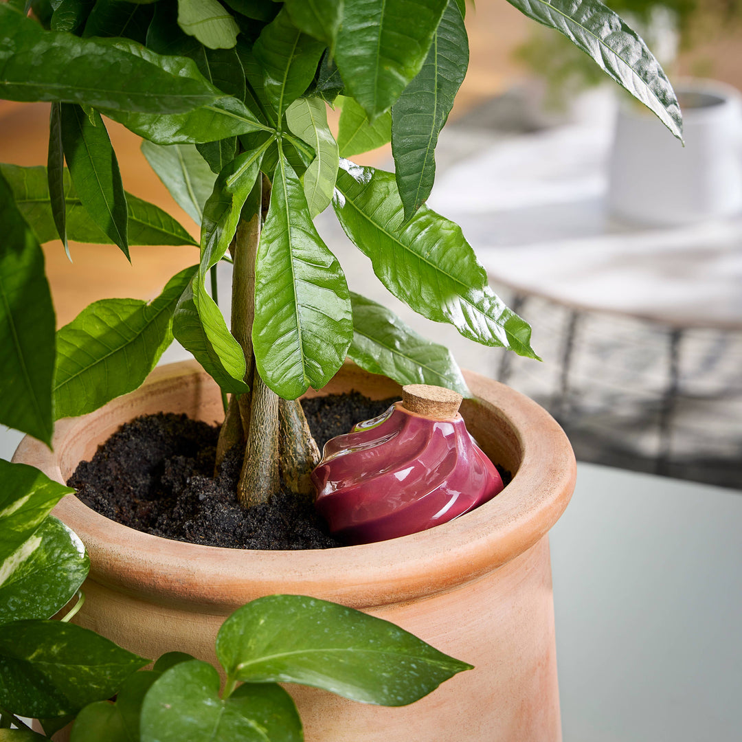 Modern Sprout Watering Bulbs
