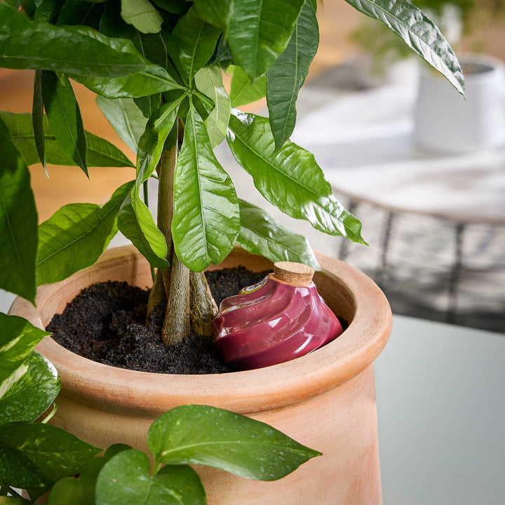 Modern Sprout Watering Bulbs
