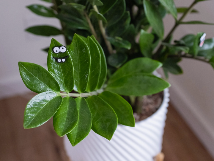 Magnet Plant Face Charms