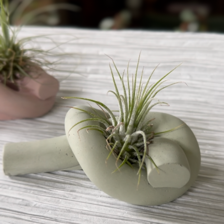 These are hand poured and hand mixed oxide colored cement air planters. Due to their handmade nature each one is unique. These lovely knots are an air planter hit! Explore the best and coolest gift ideas for plant enthusiasts!