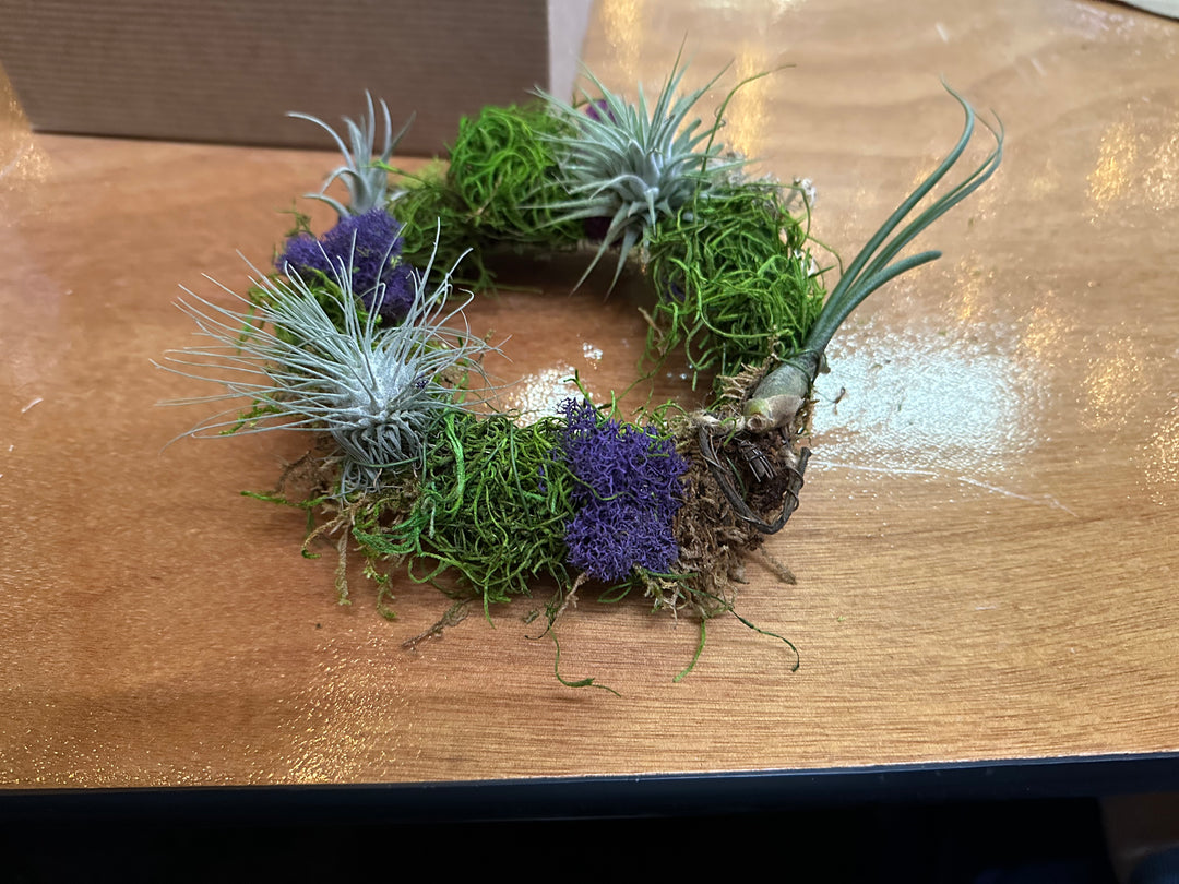 DIY Air Plant Wreath Kit