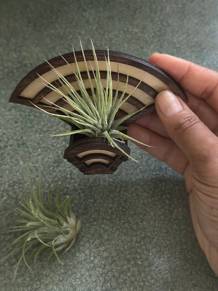 Magnetic Air Plant Holders