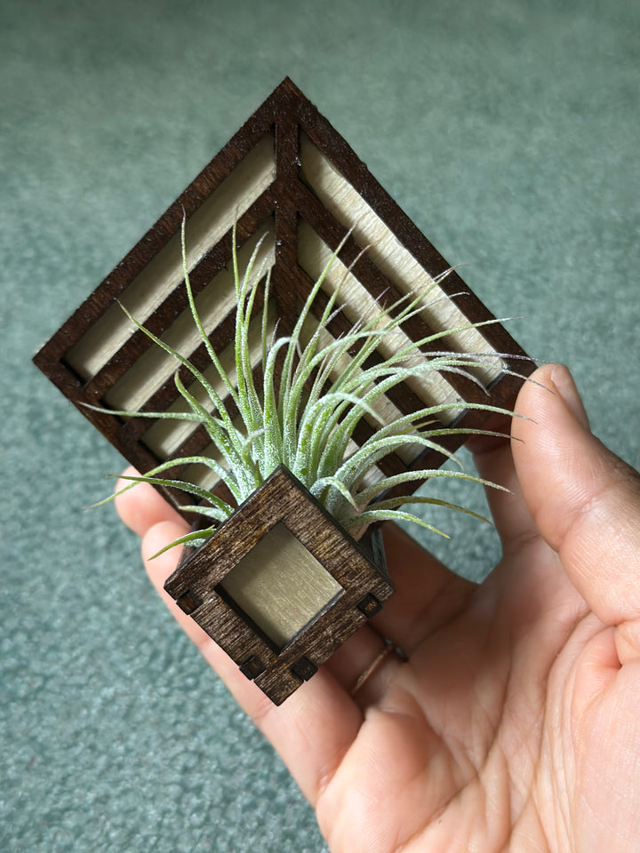 Magnetic Air Plant Holders