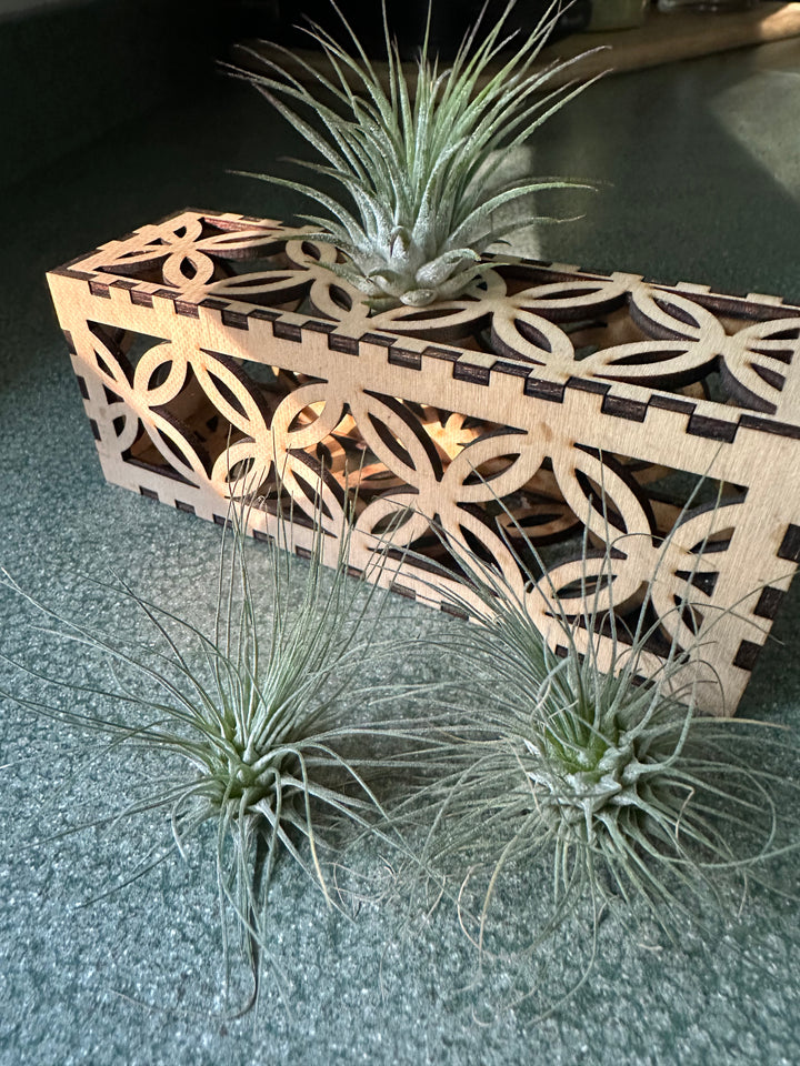 Decorative air plant stand