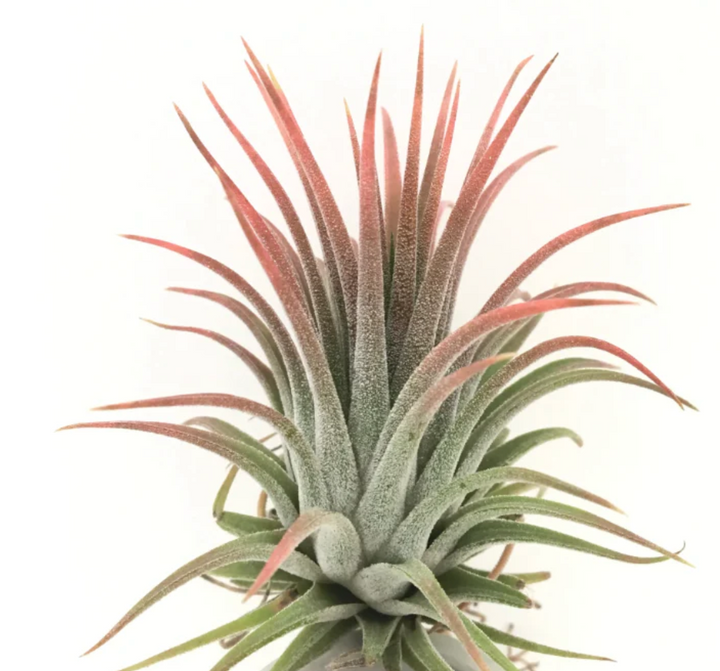 Geometric Air Plant Magnet