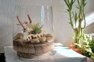 Terrarium kit includes glass terrarium with wooden base, driftwood, river rocks, large sea shell, air plant, air plant fertilizer spray, and plant care card.