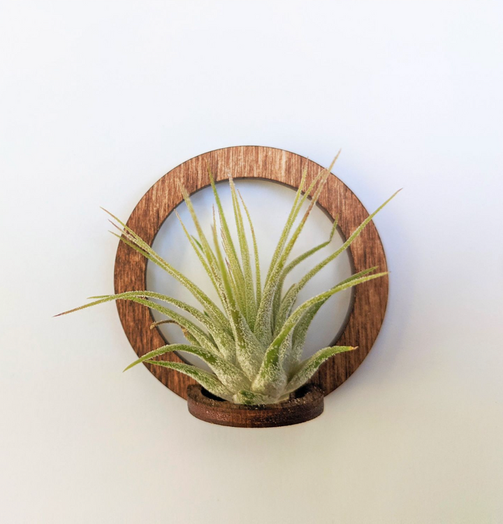 Make a statement with this sleek magnetic air plant holder. Walnut finish.   Magnet measures 2" x 2"    *DOES NOT INCLUDE AIR PLANT. Works best with small and medium air plant sizes.* Explore the best and coolest gift ideas for plant enthusiasts!
